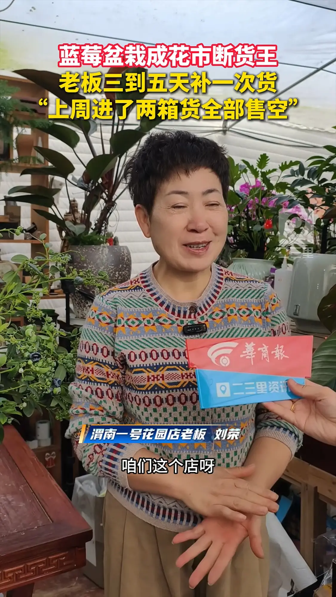 蓝莓盆栽太火了，成花市断货王