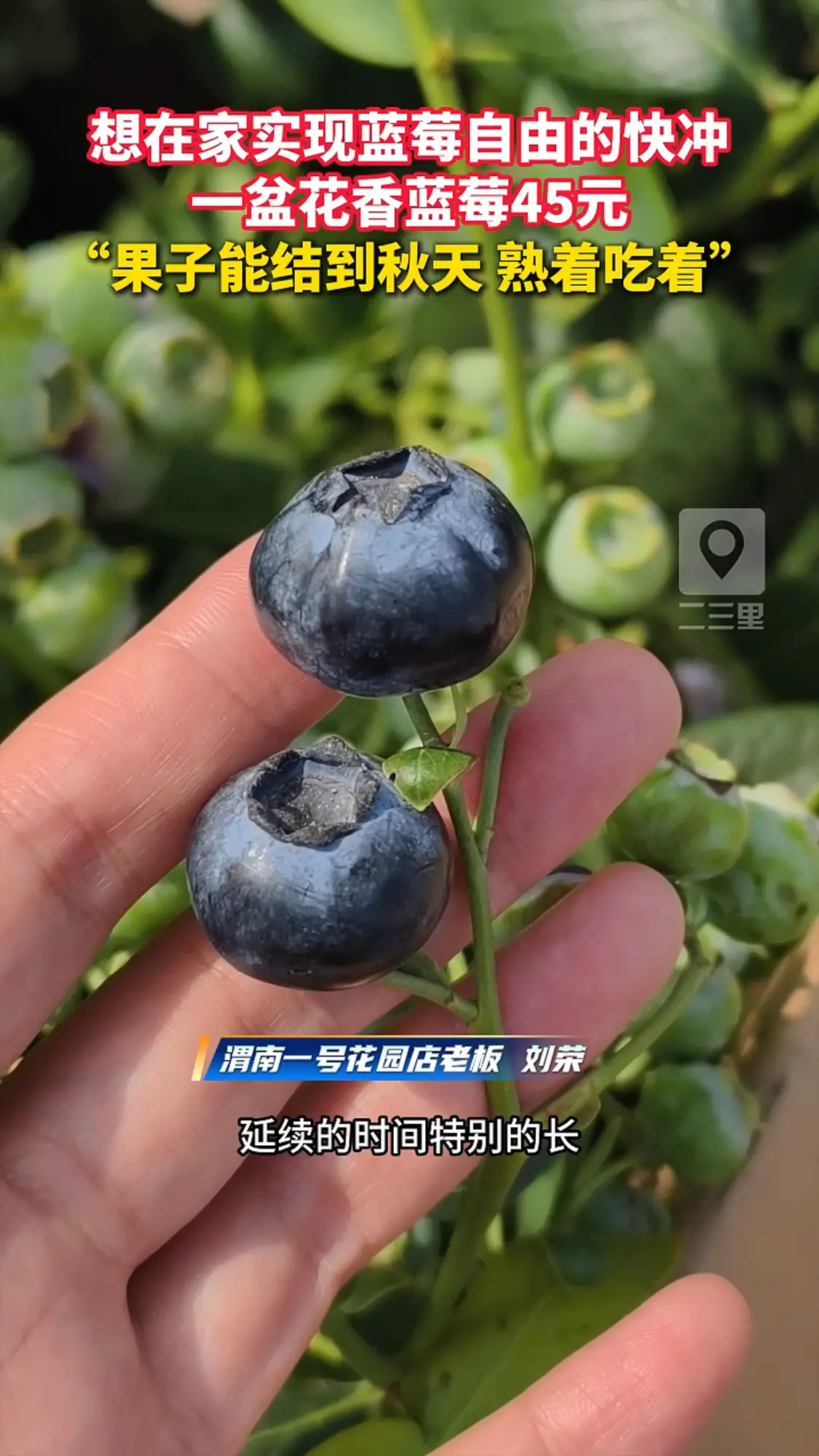 想在家实现蓝莓自由的快冲，一盆45元