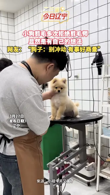 小狗剪毛多次拒绝剪毛师 显然是有自己的想法 网友：“狗子：别冲动 有事好商量”