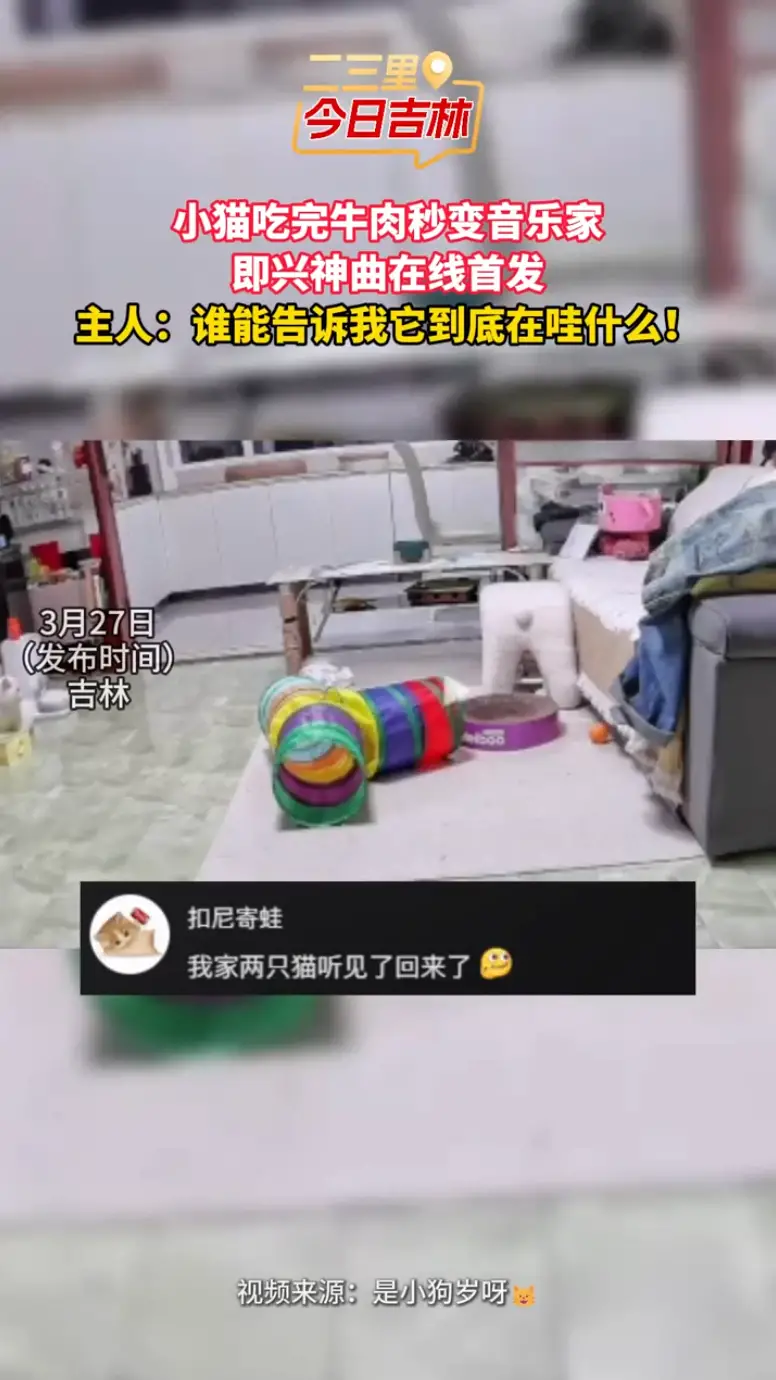 话痨小猫吃完牛肉即兴“作曲”，全程哇声不断，这猫语谁能破译？