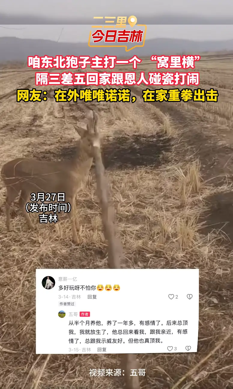 咱东北狍子主打极致窝里横，隔三差五回来看恩人，实则上门碰瓷打闹。