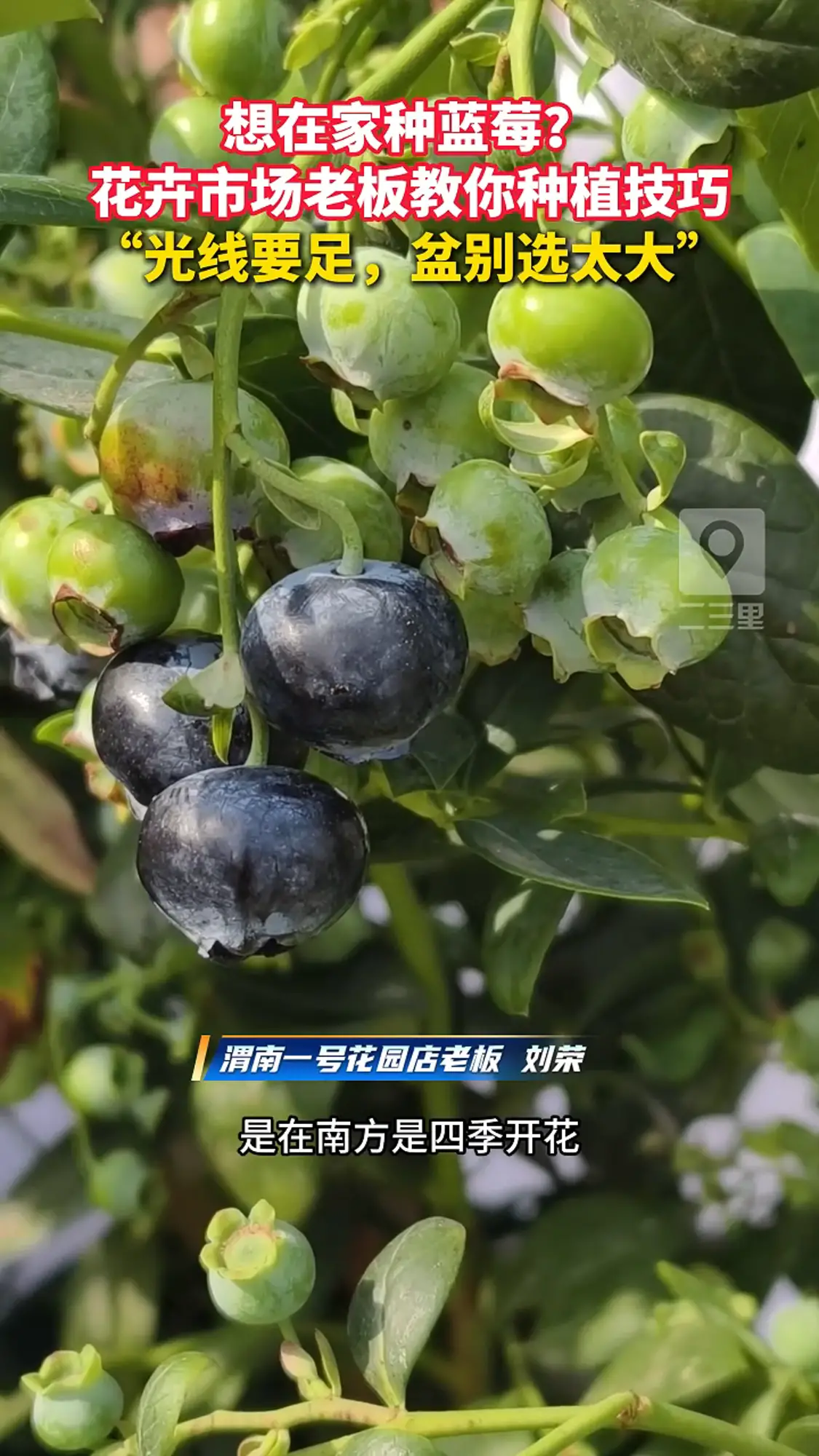 想在家种蓝莓，花卉市场老板教你种植技巧