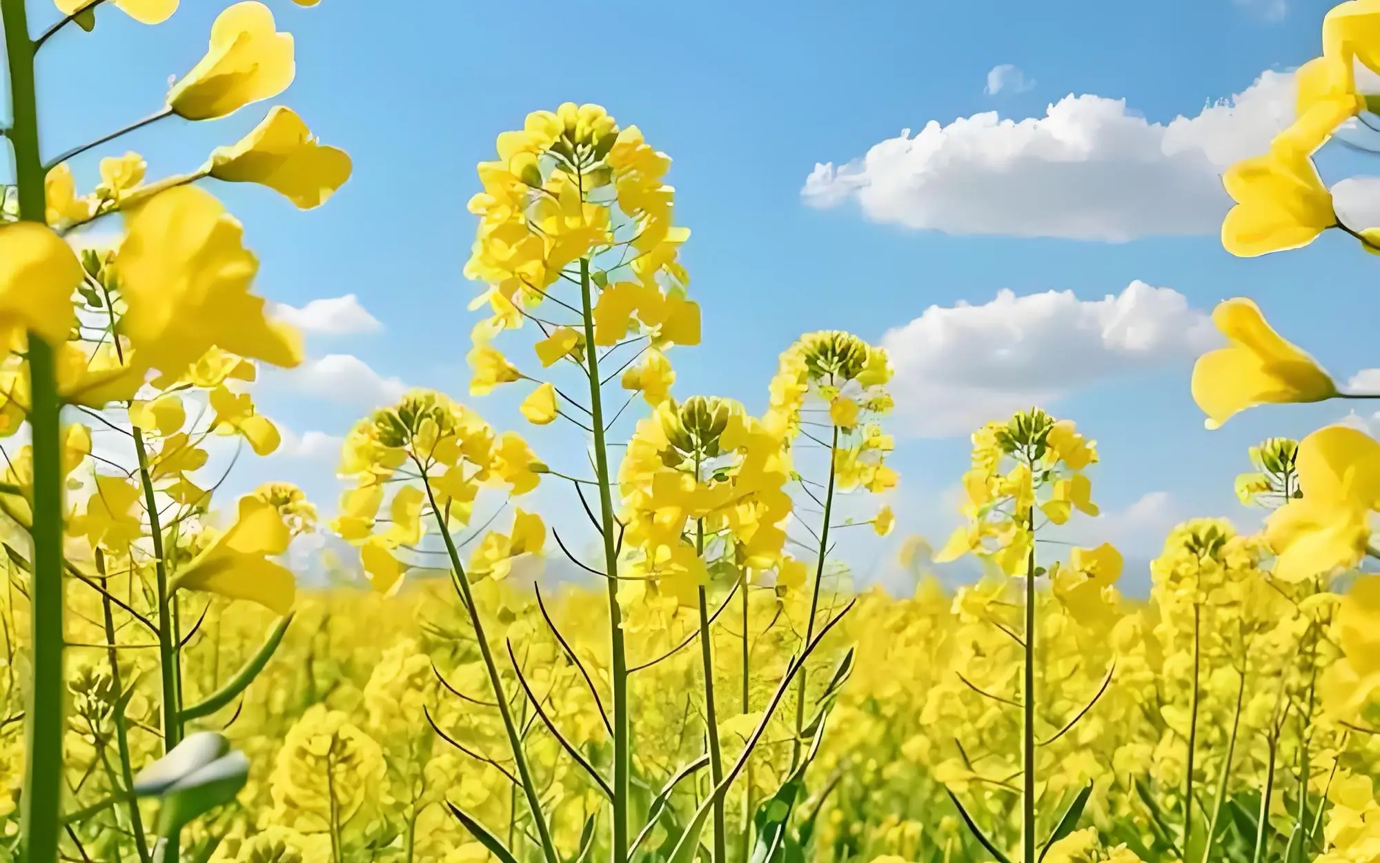 来杨陵揉谷镇田西村吧！这里正上演一场金色的盛宴