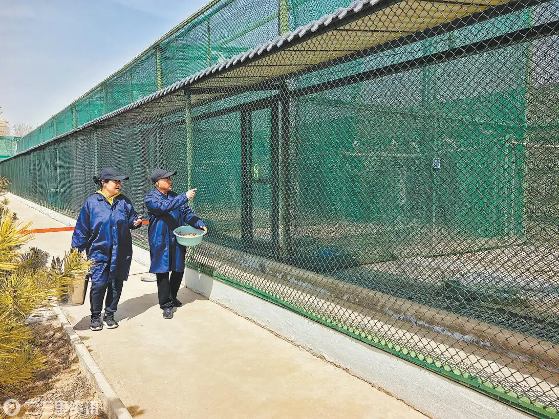 榆林横山朱鹮种群初具规模，野化训练试飞即将开启