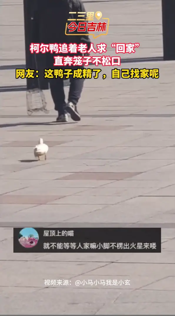 这只柯尔鸭太懂事，追着老人求回笼