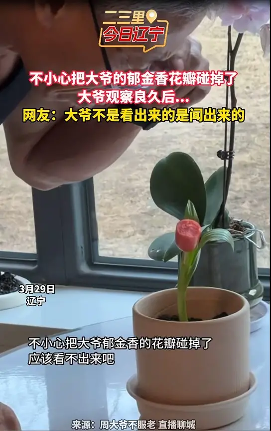 不小心把大爷的郁金香花瓣碰掉了 大爷观察良久后… 网友；大爷不是看出来的是闻出来的