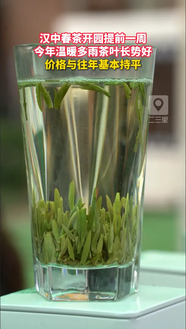 汉中春茶开园提前一周 ，茶叶长势好，价格与往年基本持平