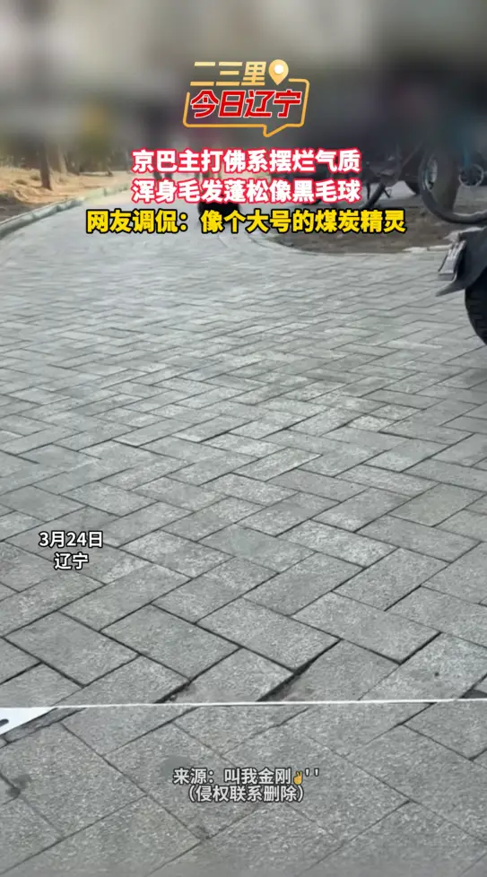 京巴主打佛系摆烂气质 浑身毛发蓬松像黑毛球 网友调侃：像个大号的煤炭精灵