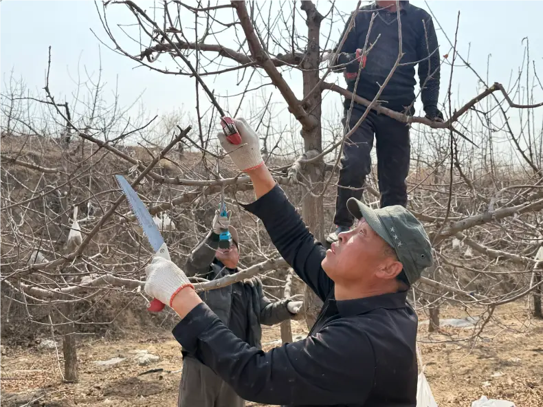 神木：抢抓农时修剪忙 科学管护助增收