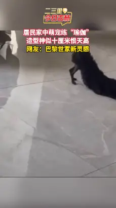 笑晕！网友家萌宠摆造型，直接复刻“恨天高