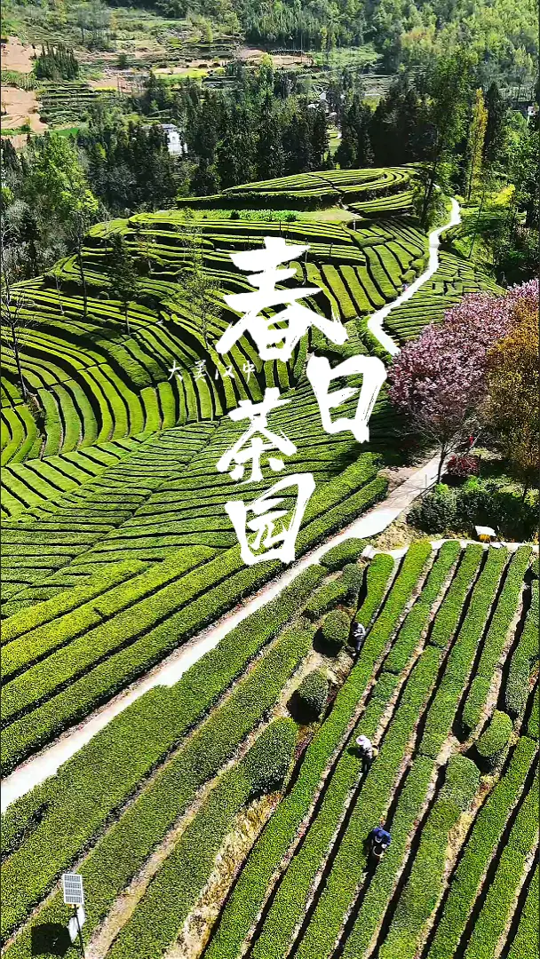 俯瞰秦巴山间的春日茶园，摘下春天的馈赠
