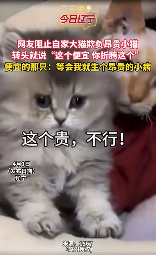 网友阻止自家大猫欺负昂贵小猫 转头就说“这个便宜 你折腾这个” 便宜的那只：等会我就生个昂贵的小病