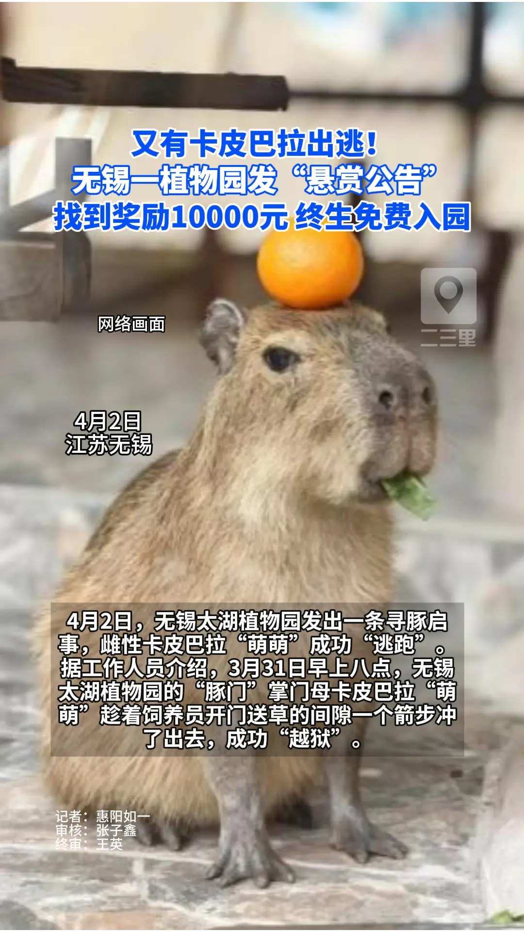 太湖植物园悬赏一万元寻找出逃卡皮巴拉