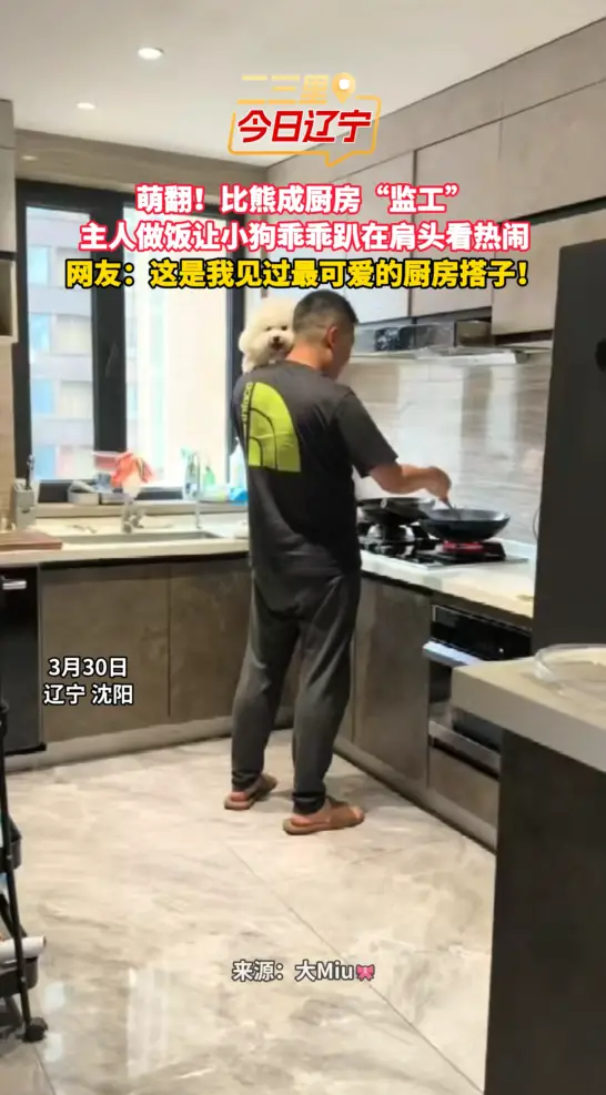 萌翻！比熊成厨房“监工” 主人做饭让小狗乖乖趴在肩头看热闹 网友：这是我见过最可爱的厨房搭子！
