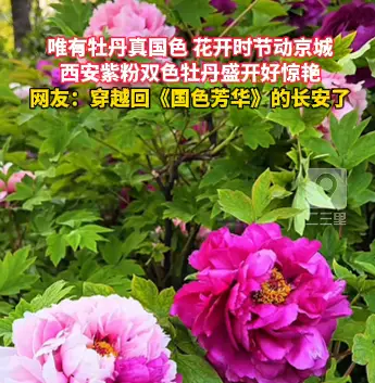 西安紫粉双色牡丹盛开好惊艳，《国色芳华》照进现实