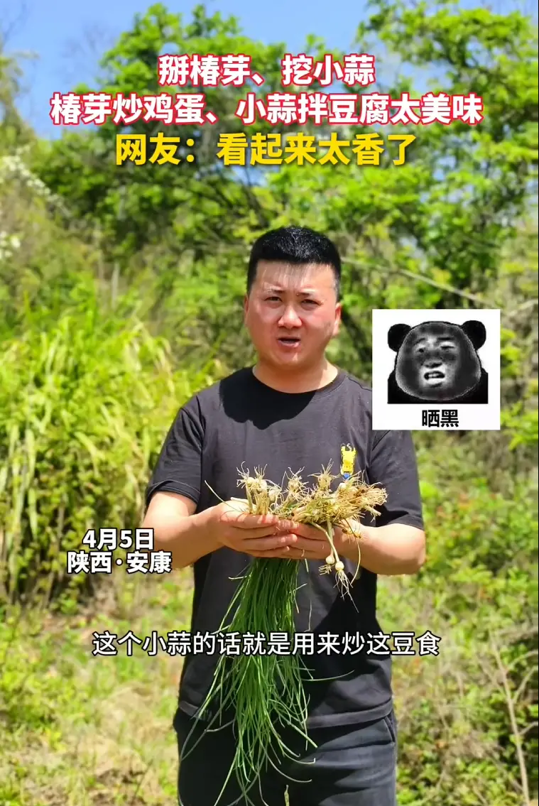 掰椿芽、挖小蒜，椿芽炒鸡蛋、小蒜拌豆腐，简直太香了