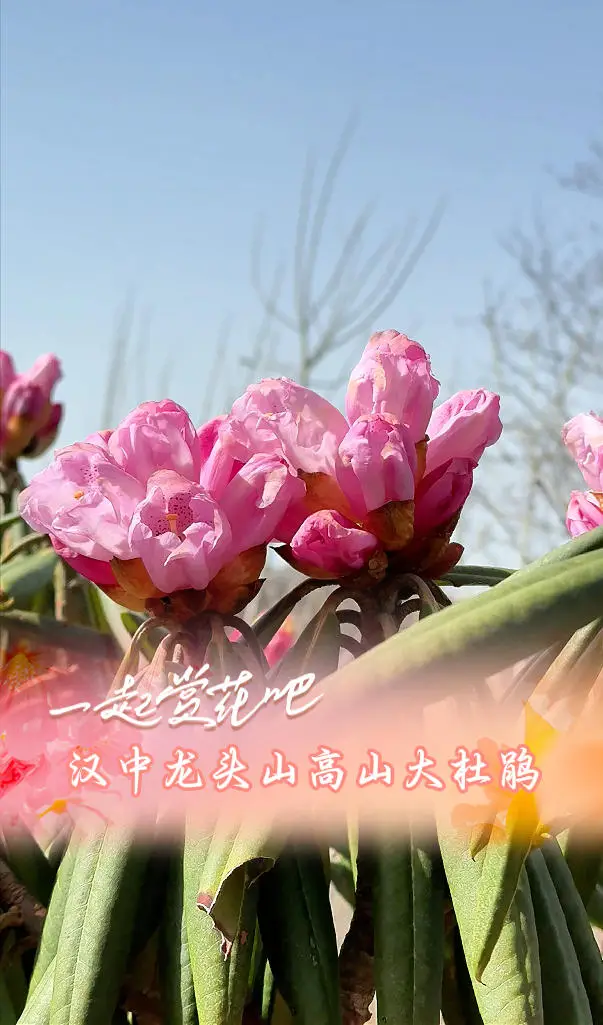 一起赏花吧——汉中龙头山高山大杜鹃已进入最佳观赏期
