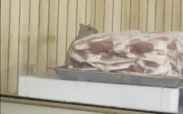 顾客外边吃肉老鼠厨房内吃肉 河北一全羊汤店被曝厨房有老鼠