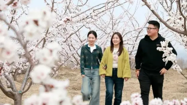 绥德万亩杏花绽放惹人醉