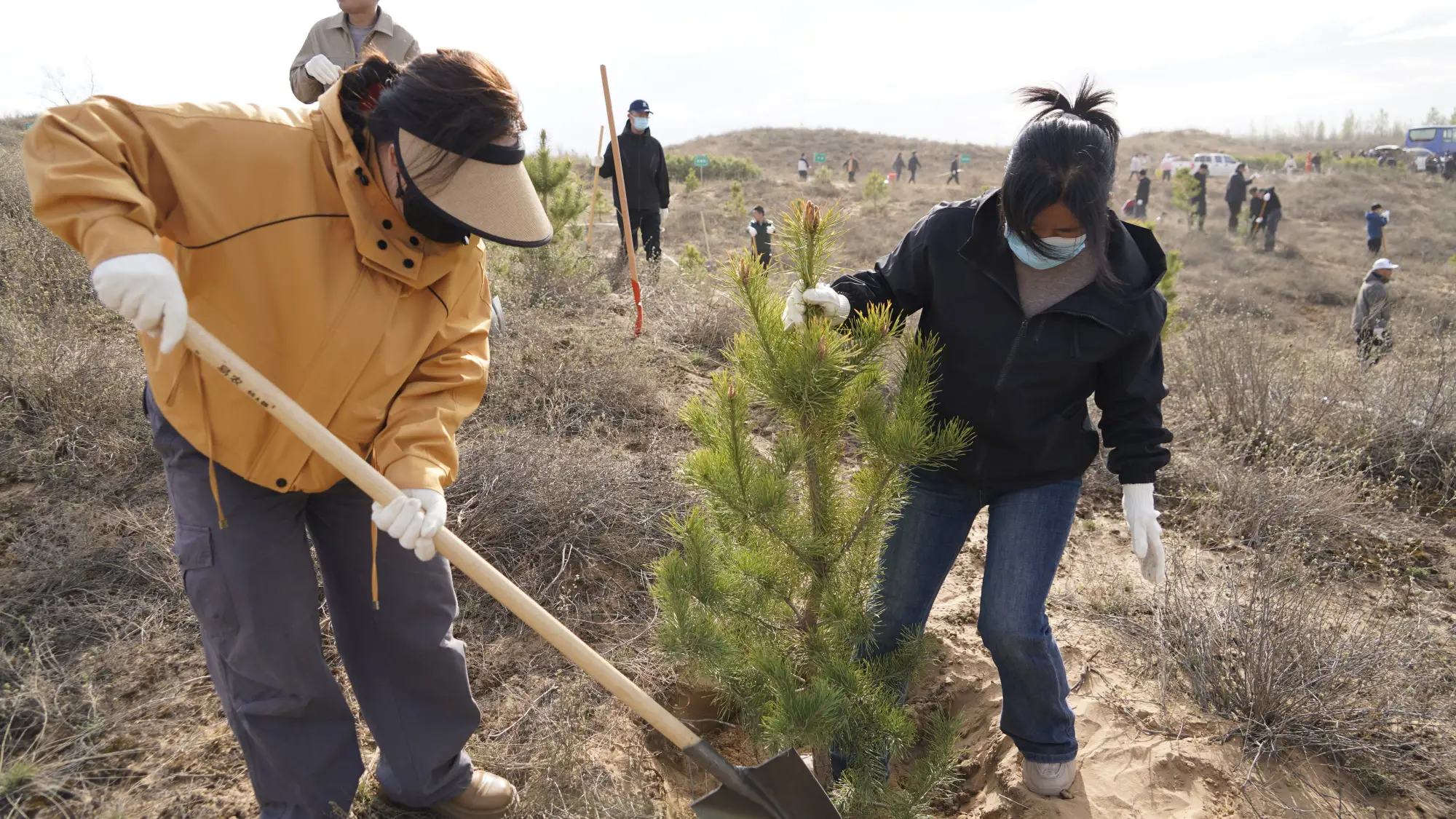 靖边县委宣传部：手植青绿添新景 心播文明树新风
