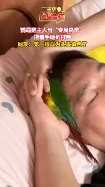 鸟依人实锤！鹦鹉抱着主人的手酣睡，安全感直接拉满