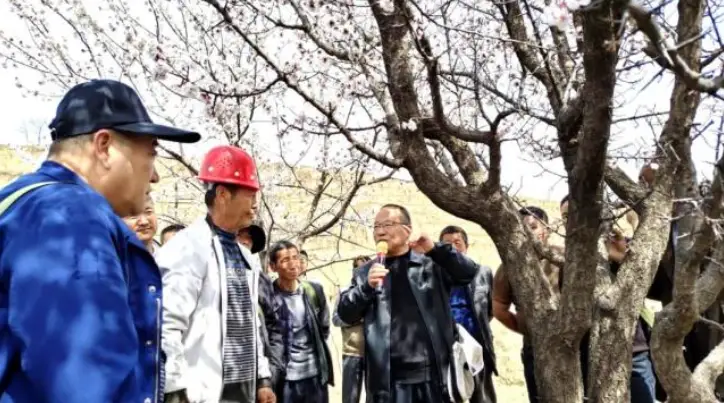 绥德开展红梅杏嫁接改良技术培训 计划改良8000亩赋能产业增收