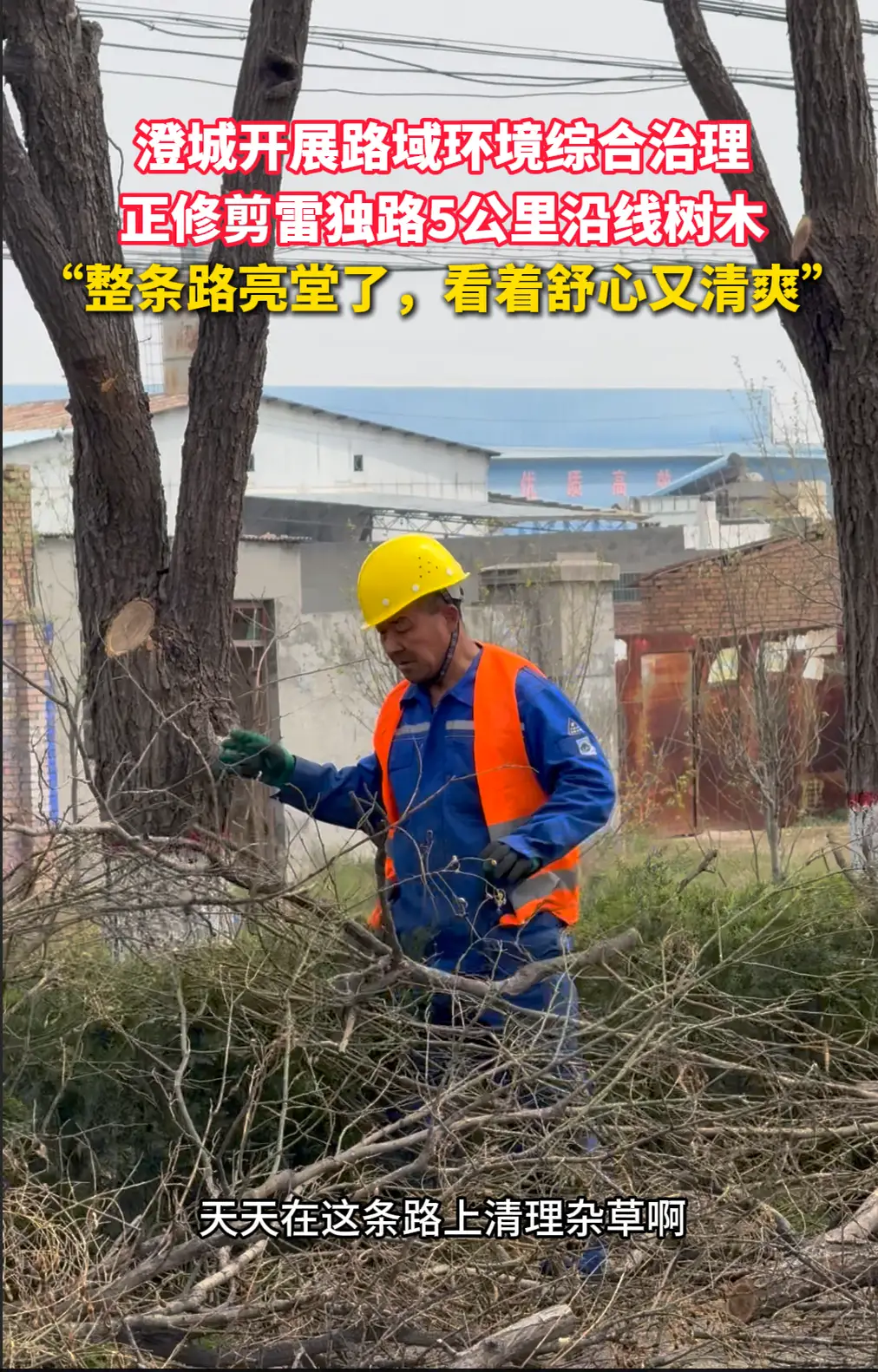 澄城开展路域环境综合治理，修剪雷独路5公里沿线树木，村民：路亮堂了，看着舒心又清爽
