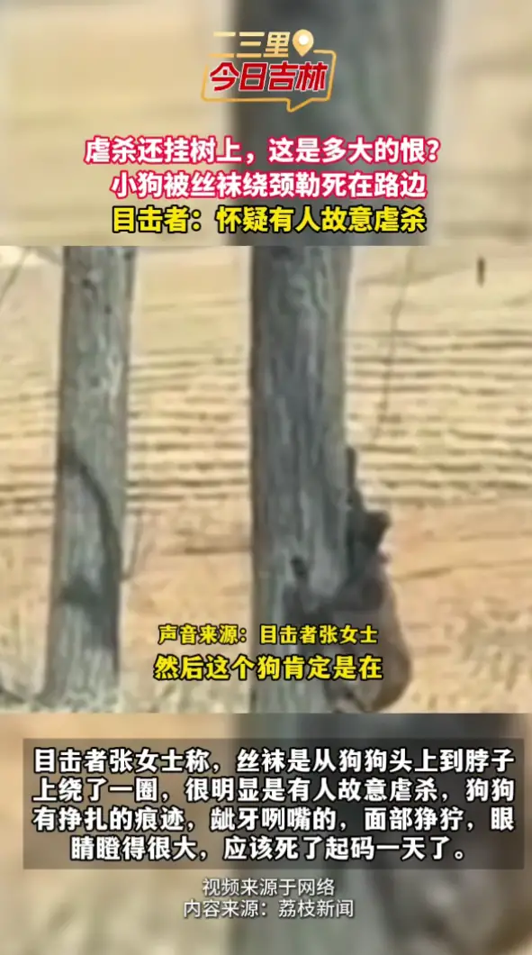 多大的仇？长春小狗被虐杀挂路边，丝袜勒颈太残忍！
