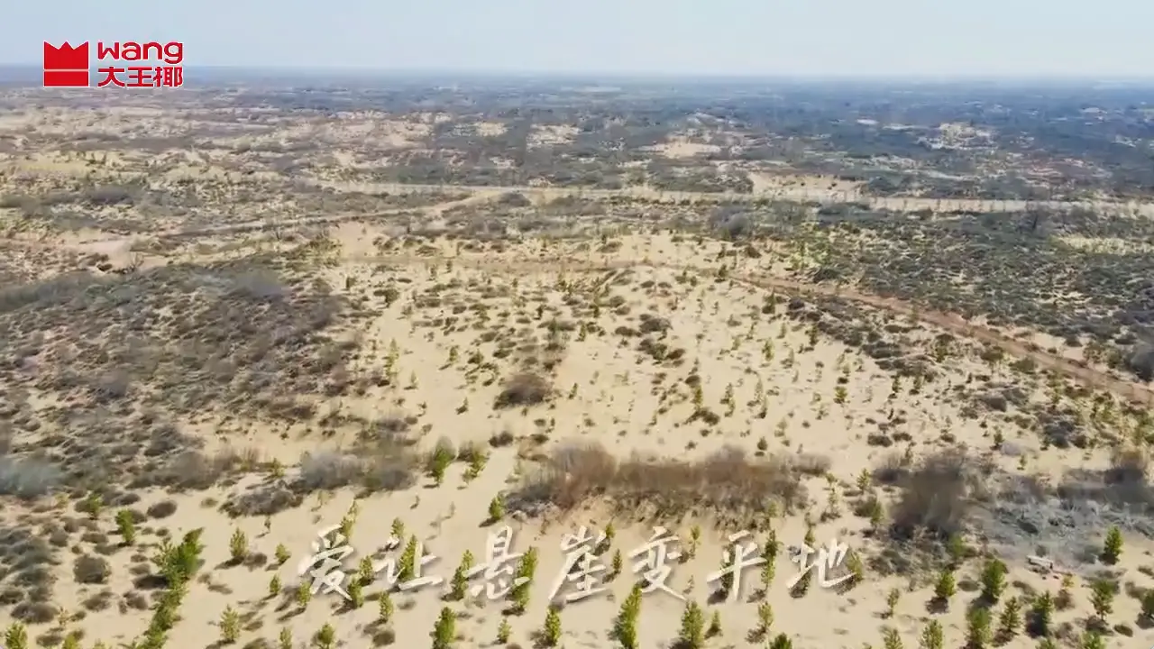 大王椰：心怀绿洲梦，让荒漠披绿装