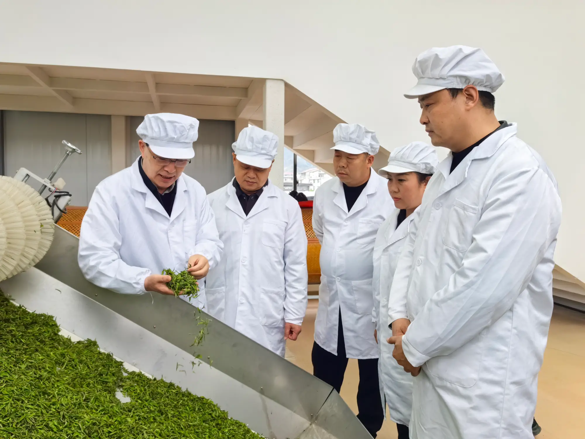 汉阴春茶生产迎高峰，一叶飘香促振兴