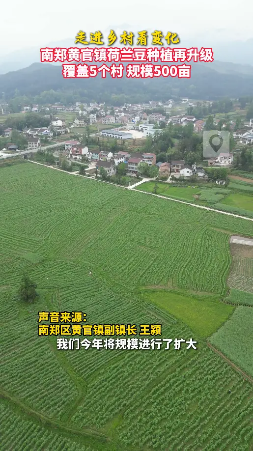 走进乡村看变化|南郑黄官镇荷兰豆种植再升级