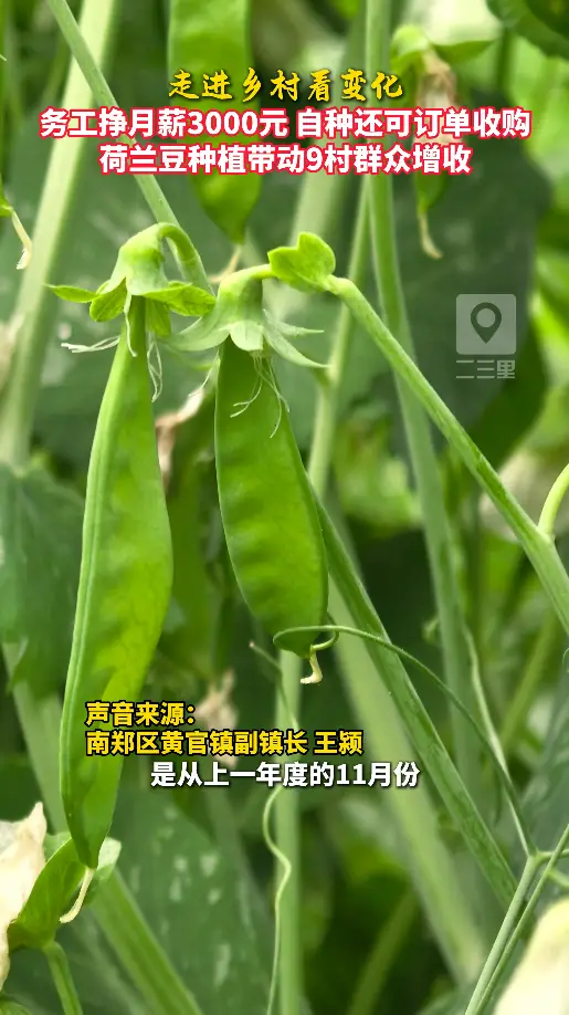 走进乡村看变化|南郑区黄官镇荷兰豆种植带动9村群众增收
