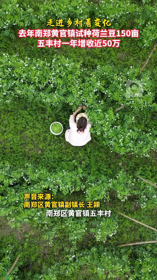 走进乡村看变化|去年南郑黄官镇试种荷兰豆150亩