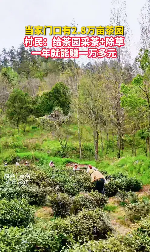 当家门口有2.8万亩茶园，村民：给茶园采茶+除草，一年就能赚一万多元