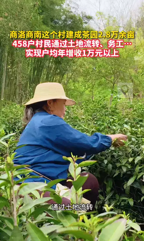 商洛商南这个村建成茶园2.8万余亩，458户村民通过土地流转、务工...实现年户均增收1万元以上