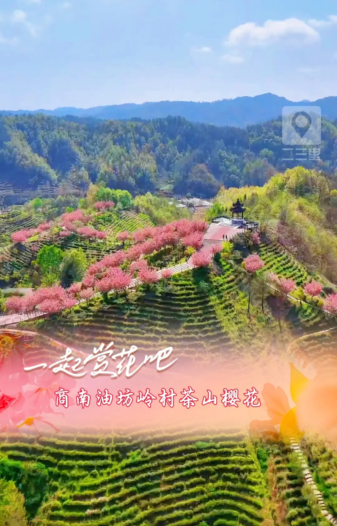 【一起赏花吧】来商洛商南油坊岭村，品茶赏樱花