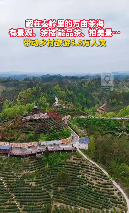 藏在秦岭里的万亩茶海，有景观、茶楼，能品茶、拍美景...带动乡村旅游5.8万人次