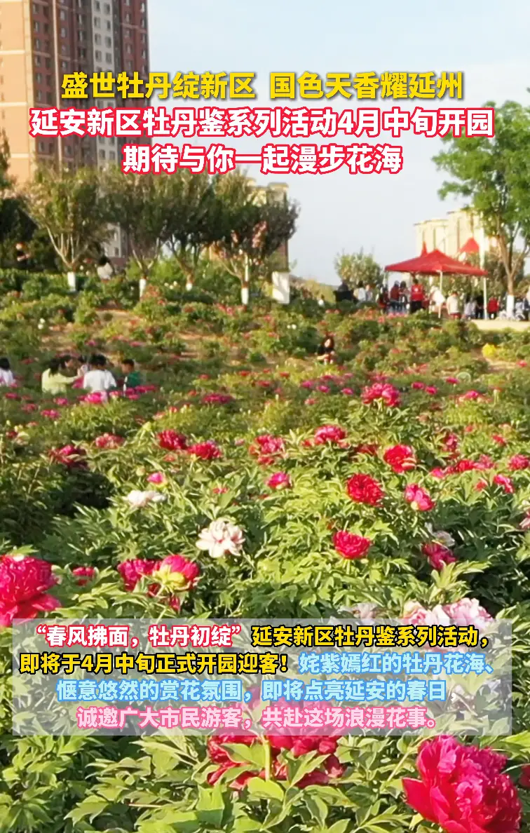 盛世牡丹绽新区 国色天香耀延州 延安新区牡丹鉴系列活动4月中旬开园期待与你一起漫步花海
