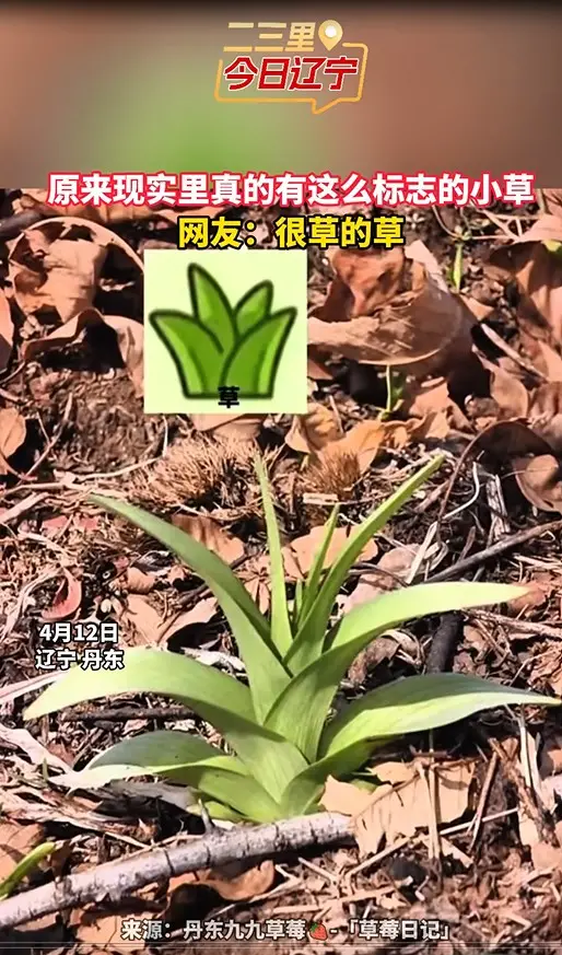 原来现实里真有这么标志的小草 网友：很草的草