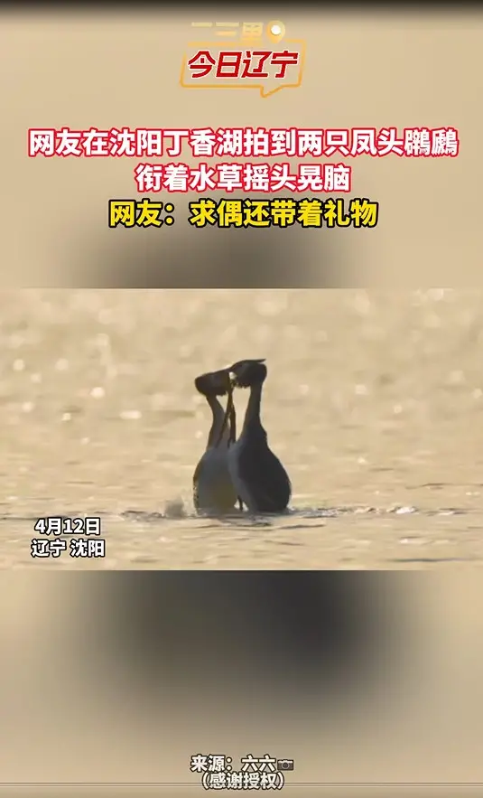 网友在沈阳丁香湖拍到两只凤头鸊鷉 衔着水草摇头晃脑 网友：求偶还带着礼物