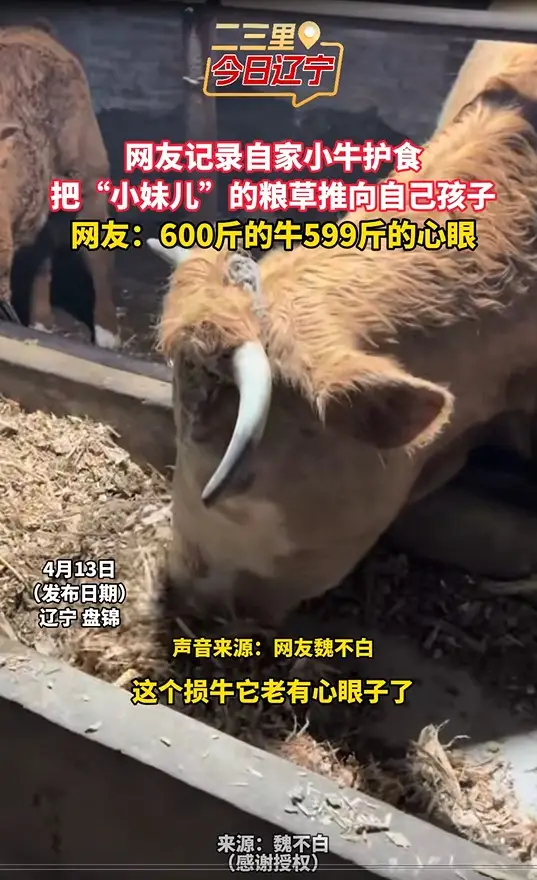 网友记录自家小牛护食 把“小妹儿”的粮草推向自己孩子 网友：600斤的牛599斤的心眼