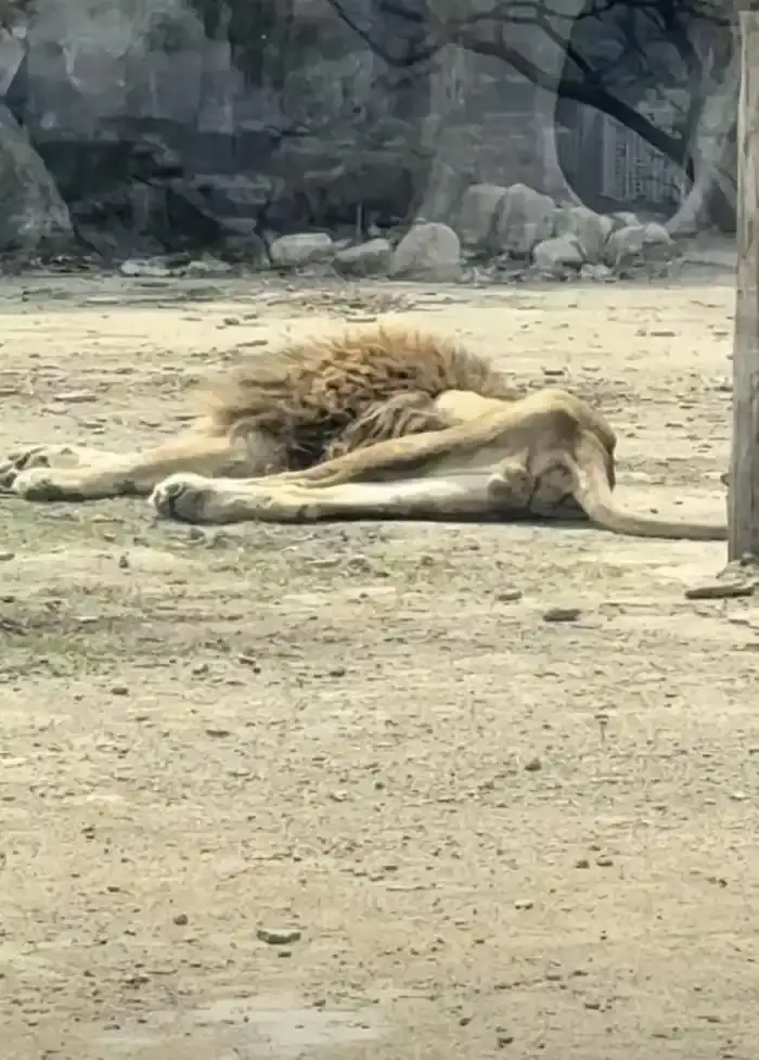 本溪市动植物园一狮子瘦成皮包骨，园方：年纪较大，配偶离世受打击，目前正逐步恢复