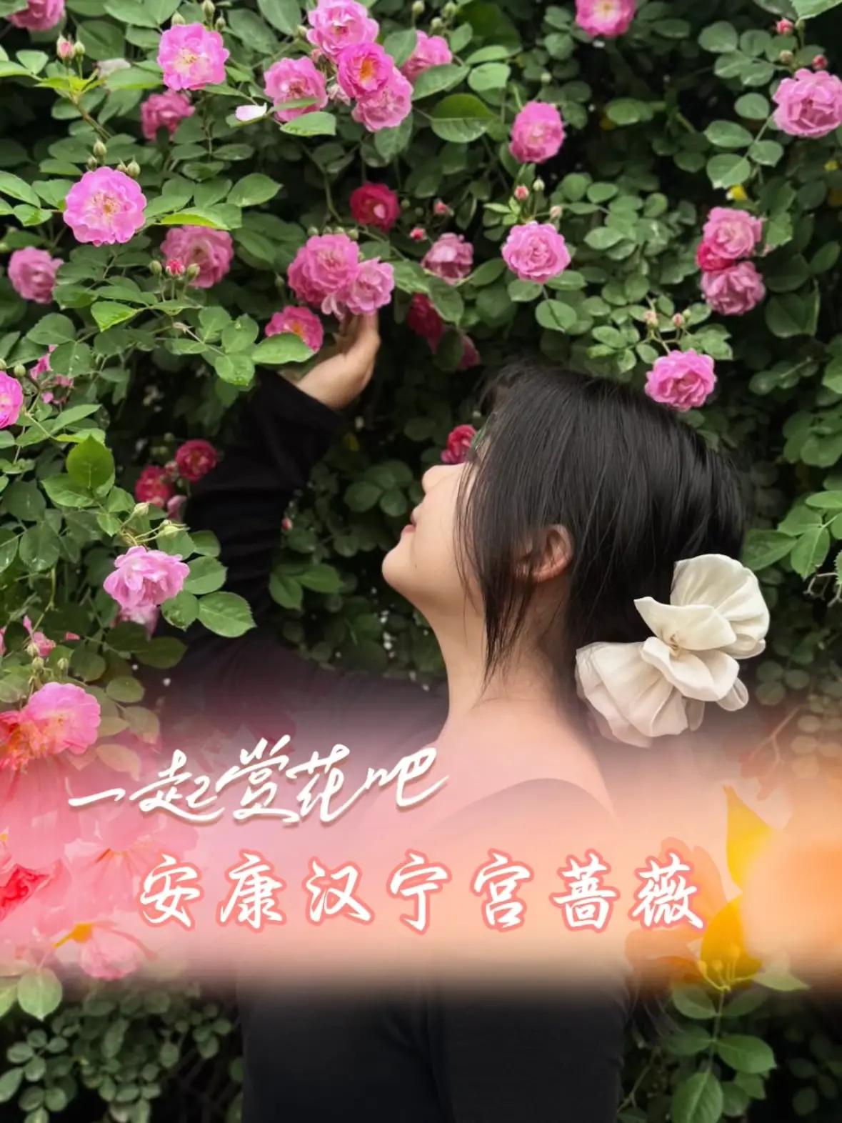 在安康总是有赏不完的花，现在该蔷薇花啦~