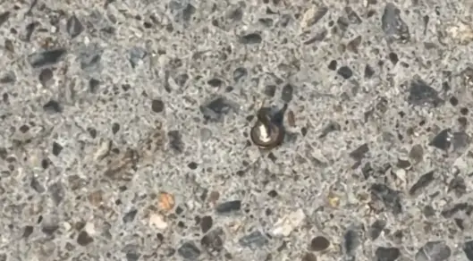 郑州经贸学院校门口有人撒钉子，学生称或因私家车占了黑车位置