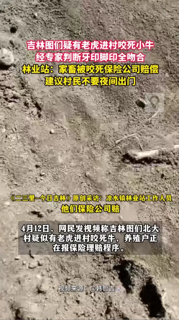 实锤！东北虎进村咬死小牛，专家确认牙印脚印吻合，林业站：保险公司有赔偿！