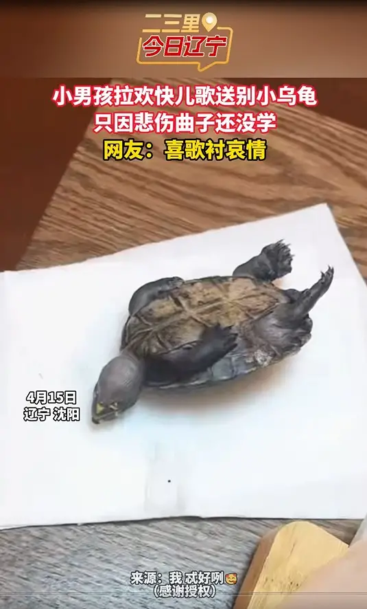 小男孩拉欢快儿歌送别小乌龟？ 只因悲伤曲子还没学 网友：喜歌衬哀情