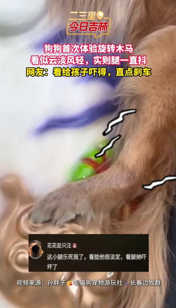 金毛首次体验旋转木马，表面云淡风轻，腿已经在偷偷发抖！