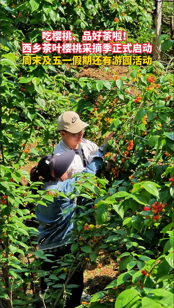 茶香樱甜迎客来，西乡茶叶樱桃采摘季正式启动