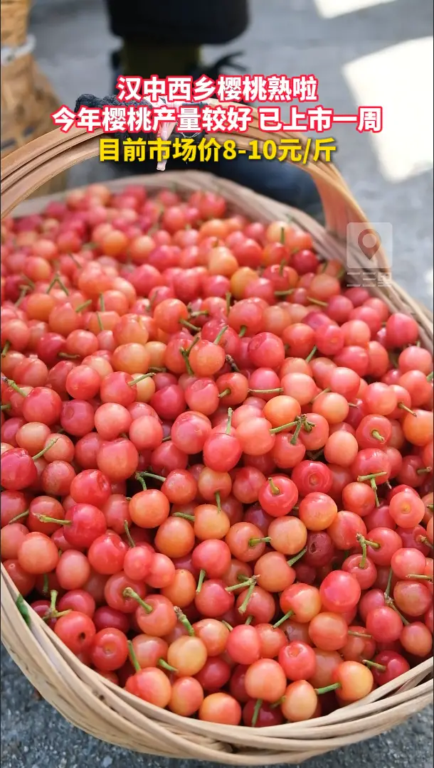 西乡樱桃熟啦！已上市一周，目前市场价8-10元/斤