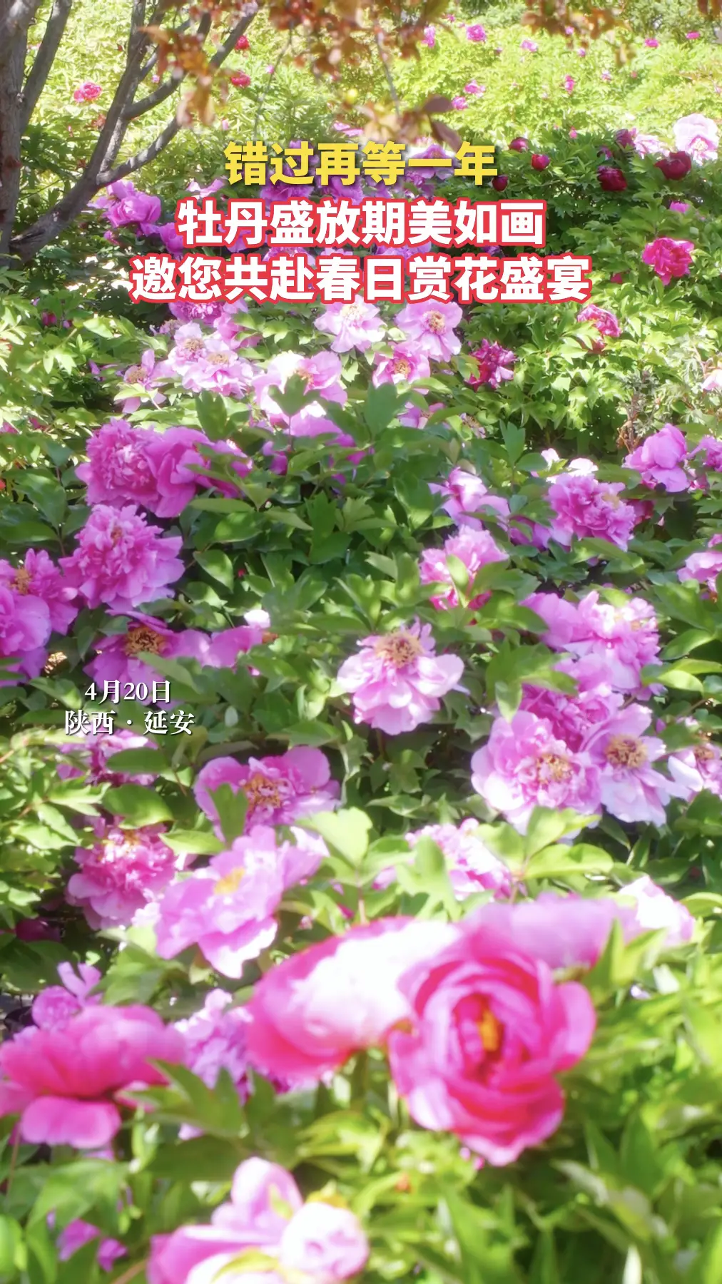 延州牡丹园牡丹盛放期美如画，邀您共赴春日赏花盛宴，错过再等一年